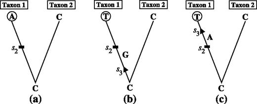 Placing an extra substitution on a branch. Figure (a) shows a rooted two taxon tree, where the mutation history of the nucleotide position is known: A substitution s2 occurred on the branch leading to taxon 1. An extramutation s3 was introduced (b) before and (c) after the substitution s2 occurred. Wherever the extra substitution s3 was placed, the nucleotide observed in taxon 1 is the same.