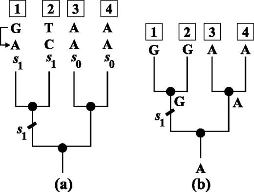 Exchanging two patterns on the tree. Figure (a) displays a rooted four taxon tree with a pattern GTAA observed at the leaves. If we want to convert the pattern GTAA into ACAA, we may introduce a series of substitutions (s1,s1,s0,s0) to the four external branches. Under the Kimura three-parameter model and the OSM setting (Klaere et al. 2008), this series is equivalent to an “extra substitution” s1 on the internal branch leading to taxa 1 and 2 as the two taxa form a cluster on the tree. Therefore, the one extra substitution is enough to switch the observed pattern GTAA into ACAA regardless of the evolutionary process the pattern GTAA has undergone. On the other hand, the above substitution series converts a constant pattern AAAA into a unique pattern GGAA. Hence, converting the pattern GTAA into ACAA is equivalent to evolving the ancestral character A along the tree such that pattern GGAA is obtained at the leaves. Applying the Fitch algorithm (Fitch 1971) to the latter results in a unique assignment in (b): An s1 substitution, which changes A into G, occurs on the internal branch leading to taxa 1 and 2. This assignment is identical to the assignment in (a).