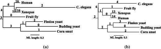 Fungi, metazoa CDC45-like region. Figures (a) and (b) present the ML trees reconstructed under GTR + I + Γ and JC69 + I + Γ, respectively. Branch lengths are scaled according to the ML estimation. The number above each branch is the number of extra substitutions assigned by MISFITS.