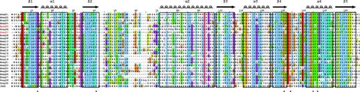 The USP domain. This alignment includes all the Hydra magnipapillata sequences and the bacterial 1MJH. The two Hydra sequences indicated in red are those lacking introns. The secondary structure is shown above the alignment, and the residues involved in ATP binding are indicated by a “*” under the alignment. The color coding of residues is based on that used in the Jalview implementation of ClustalX (see www.jalview.org/help/help.html) as follows: blue, A, I, L, M, F, W, V, C; red, R, K; green, N, Q, S, T; pink, C; magenta, E, D; orange, G; cyan, H, Y; yellow, P. Thresholds for color coding were optimized to clearly delineate the boundaries of secondary structure features.