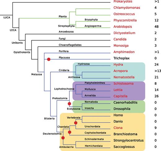 Phylogenomic distribution of USP genes. For each clade, the name of a representative species is indicated and colored in red if the genome of that species encodes USPs and in black if it does not. The number of USP genes found in each genome is given to the right of the species name. Branches where losses of the entire USP family have occurred are highlighted by red dots. The Cnidaria are highlighted in blue, the Lophotrochozoa in purple, the Ecdysozoa in green, and the Deuterostomia in brown. LUCA, last universal common ancestor; LECA, last eukaryotic common ancestor.