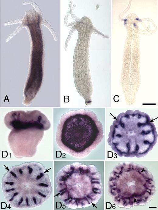 Expression patterns of Hydra and Acropora USP genes. (A) Expression of Hmag01 in Hydra magnipapillata. This gene is expressed throughout the trunk endoderm, but transcripts are absent from the tentacle. (B) In H. magnipapillata, Hmag05 is strongly expressed in an endodermal stripe across the base of the polyp. (C) Expression of Hmag10/teba1 in Hydra vulgaris. This gene is strongly expressed in the endoderm at the tentacle base. Note that H. vulgaris and H. magnipapillata are closely related sister taxa (Hemmrich et al. 2007), and the (H. magnipapillata) Hmag10 and (H. vulgaris) teba1 proteins are identical. (D) Expression of the Acropora millepora USP gene Amil10. (D1) This gene is first expressed as the planula is settling in the region that will form the basal plate. (D2) A recently settled polyp viewed from the aboral surface (the side against the substratum) shows a ring of strong expression near the periphery of the base surrounding a zone of weaker expression, which would overlie the forming basal plate. (D3) A slightly older polyp shows the basal expression fading as expression along the protosepta appears (arrows). (D4–D6) Expression along the septa (arrows) in older polyps viewed from oral (D4, D6) and aboral (D5). Arrowheads in (D6) mark tissue associated with the synapticular ring connecting the septa.
