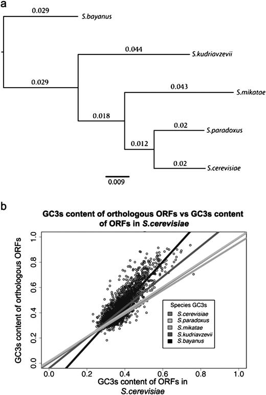 Panel (a), phylogeny of the Saccharomyces sensu stricto group of yeast calculated using MrBayes using a site-specific rate model (general time reversible model with gamma-shaped rate variation with a proportion of invariable sites) for a set of 11 weakly expressed genes located in areas of medium recombination rate. Branch values indicate substitutions per site. The posterior probability for internal nodes was 1. Panel (b), scatter plots of GC3s content of Saccharomyces cerevisiae genes plotted against GC3s content for corresponding orthologs in S. paradoxus, S. mikatae, S. kudriavzevii, and S. bayanus. For clarity, only data points for the S. bayanus versus S. cerevisiae comparison are shown.