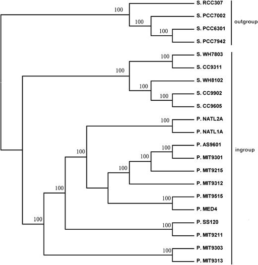 ML tree (topology only) of Prochlorococcus (P.) and Synechococcus (S.) genomes used in analyses. Numbers on the branches represent the percentage of 100 bootstrap samples supporting the branch.