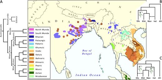 (A) Language tree of the major subgroups of the Austroasiatic (AA) language family according to Diffloth (2009). The branching of the hypothetical extinct para-Munda languages Melluha and Kubha-Vipas is shown by a broken line. The branching pattern of the extant languages allows for both south and southeast Asia to be considered equally as potential homelands for the initial spread of AA. According to Fuller (2007), the acceptance of the extinct para-Munda branch would support the origin of AA in the Indian subcontinent. The map depicts the geographic distribution of the AA family (adopted from Diffloth 2001 and Anderson 2007 covering southeast Asia and India respectively) and the sampling locations (with the precision of district) for the Indian AA samples. Numbers correspond to populations as given in table 1. Note, that for India, only the concentrated AA regions are highlighted. Munda speakers can be found in low frequencies throughout east India, thus the few sampling locations outside the shown AA areas still represent AA populations. (B) Out of southeast Asia and (C) out of India dispersal models. These two models represent two alternative views to explain the spread of AA-speaking populations, all sharing rice domestication related vocabulary, in south and southeast Asia. According to model B, the AA family originated in southeast Asia. This model requires only one domestication event of rice in East Asia. In contrast, model C implies the origin of the AA family and its initial split in India. According to this model, Oryza indica and Oryza japonica rice were independently domesticated in what today are India and China. Recent gene flow between local Indian (Ind) non-AA groups and Munda speakers (Mun) in model B and between Khasi-Aslian (Kh-As) and local East Asian (EAs) derived populations is indicated by broken lines. Depending on the extent of the recent admixture, model B allows for preservation of some southeast Asian genetic ancestry among Munda, whereas no distinguishable Indian contribution is expected among Khasi-Aslian groups of southeast Asia. Conversely, model C assumes continuity of Munda groups in India with no specific east Asian contribution to their genes (apart from secondary gene flow from local Tibeto-Burman groups of India), whereas Khasi-Aslian would be expected to represent admixture between populations derived from the Indian subcontinent and southeast Asia.
