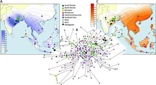 Surfer maps showing (A) the frequency and (C) the mean microsatellite variance distributions of haplogroup O2a (M95) in south and southeast Asia. Surfer maps were generated using Surfer8 of Golden Software (Golden Software Inc.), following the Kriging procedure. (B) Phylogenetic network relating Y-STR haplotypes within haplogroup O2a (M95). The network was constructed using a median joining with MP (maximum parsimony) algorithm as implemented in the Network 4.5.0.2 program. The size of the circles is proportional to the number of samples.