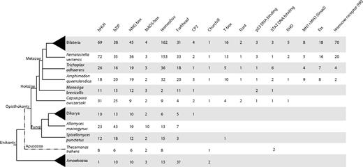 Table of domain presence and number across unikonts. Columns represent all the PFAM domains analyzed in this study. The number of genes in each TF family was inferred from each organisms’s proteome by PfamScan using the PfamScan default parameters. For Monosigabrevicollis and Capsasporaowczarzaki, the analyses were performed by HMMER 3.0 searches. For Smad proteins, containing one MH1 and one MH2 domain, the number shown is the minimal number of either MH1 or MH2. For Bilateria, Dikarya, and Amoebozoa the average number is shown. Bilateria includes Homo sapiens, Ciona intestinalis, Drosophila melanogaster, Anopheles gambiae, Caenorhabditis elegans, Helobdella robusta, and Lottia gigantea. Dikarya includes Saccharomyces cerevisiae, Schizosaccharomyces pombe, Cryptococcus neoformans, Yarrowia lypolitica, Ustilago maydis, Aspergillus niger, Neurospora crassa, and Phanerochaete chrysosporium. Amoebozoa includes Dictyostellium discoideum, Dictyostellium purpureum, Entamoeba histolytica, Entamoeba dispar, and Acanthamoeba castellanii. The phylogenetic relationships are based on several recent phylogenomic studies (Burki et al. 2008; Ruiz-Trillo et al. 2008; Brown et al. 2009; Liu et al. 2009; Minge et al. 2009).