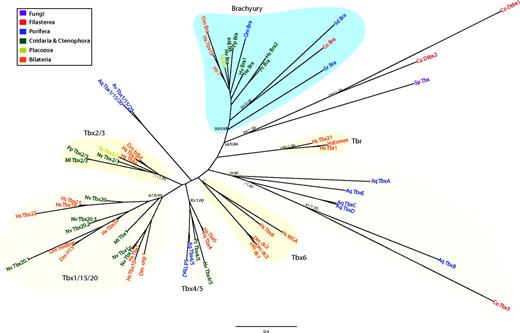 ML tree of T-box domains showing the different T-box families. The tree is rooted using the midpoint-rooted tree option. Statistical support was obtained by RAxML with 1,000 bootstrap replicates (BV) and BPP. Both values are shown on key branches. Colors show different taxonomic assignments. Aq (Amphimedon queenslandica), Av (Axinella verrucosa), Co (Capsaspora owzarzaki), Dm (Drosophila melanogaster), He (Hydractinia echinata), Hs (Homo sapiens), Hv (Hydra vulgaris), Ml (Mnemiopsis leydi), Nv (Nematostella vectensis), Om (Oopsacas minuta), Pc (Podocoryne carnea), Pp (Pleurobrachia pileus), Sd (Suberites domuncula), Sp (Spizellomyces punctatus), Sr (Sycon raphanus), Ta (Trichoplax adhaerens). Co-Dtbx1 and Co-Dtbx2 are the two T-box domains of the same T-box Capsaspora gene (for further details, see main text).