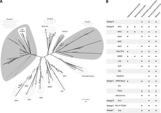 (A) ML tree of the bHLH domain including the unambiguously assigned Capsaspora bHLH homologs. The tree is rooted using the midpoint-rooted tree option. Statistical support was obtained by RAxML with 100 bootstrap replicates (BV) and BPP. Both values are shown on key branches. Groups and families are defined by the classification of Simionato et al. (2007). The taxa used were Homo sapiens, Nematostella vectensis, Amphimedon queenslandica, Monosigabrevicollis (Mb) and Capsaspora (Co). For the sake of clarity, only the last two are specifically shown. (B) Table of the presence/absence of bHLH groups and families in some key taxa. Amphimedon queenslandica, N. vectensis, and Bilateria data obtained from Simionato et al. (2007). A tree including all Capsaspora bHLH genes is shown in supplementary figure S11 (Supplementary Material online).