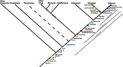 Cladogram representing TF evolution among the analyzed taxa. Colors are unique for each domain class. A colored dot means the hypothetical origin of the domain. A black-circled dot indicates where a specific protein family appears in our taxon sampling. A cross means the loss of the domain or specific protein family in a lineage. Metazoan apomorphies are shown as black dots. The phylogenetic relationships are based on several recent studies (Burki et al. 2008; Ruiz-Trillo et al. 2008; Brown et al. 2009; Liu et al. 2009; Minge et al. 2009).