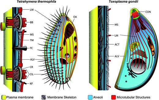 Schematic of the pellicles of ciliate Tetrahymena thermophila and the apicomplexan Toxoplasma gondii. Both share a common pellicle organization characterized by alveolar sacs (ALV) beneath the plasma membrane supported by a membrane skeleton (MS) and associated with microtubules (longitudinal, LM; transverse TM) and other filamentous elements. BB, basal body; TC, trichocyst; CR, circumciliary rings; CIL, cilia; KF, kinetodesmal fibers; CON, conoid; ACT, actin filaments.