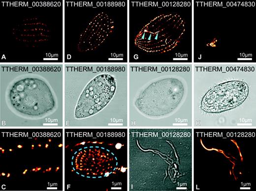 Location of four novel pellicle proteins in Tetrahymena thermophila. Proteins were GFP tagged and expressed in live cells (depicted orange to white according to increasing intensity). TTHERM_00388620 (A–C), TTHERM_00188980 (D–F), and TTHERM_00128280 (G–I, L) localize primarily along lines parallel to the rows of cilia and subpellicular/longitudinal microtubules. TTHERM_00188980 also localizes to the premature oral apparatus (F, indicated within dash ellipse) but not the mature apparatus. TTHERM_00128280 develops short filaments that emanate from the ciliary rows and also associates with the deep fiber bundle of the oral apparatus (G, arrowheads). Upon cell rupture TTHERM_00128280-labeled fibrous material remains intact (I, L). TTHERM_00474830 (J, K) localizes exclusively to the oral apparatus. Higher magnification detail of cell surface (C and F) and cell extracts (I and L) are shown.
