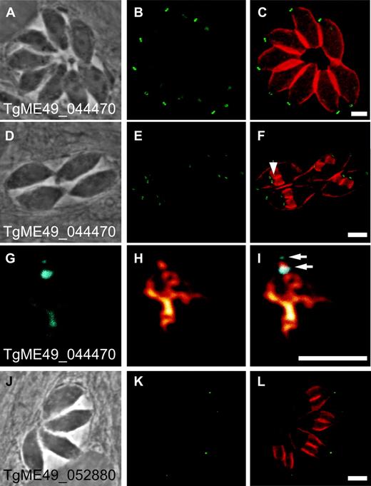 Location of novel pellicular proteins in Toxoplasma gondii. HA-tagged endogenous genes for TgME49_044470 (A–I) and TgME49_052880 (J–L) are immunostained (green/cyan). Cells are counterstained for the pellicle protein alveolin (orange-red, C, F, L). During cell division daughter cells assemble within the parent cell (endodyogeny), and the developing cell pellicles of daughter cells are evident in F (arrowhead) and L. Extracted pellicles (G–I) are counterstained for tubulin (orange, H, I) showing conoid and subpellicular microtubules, and the position of the two conoid-associated rings (arrows) labeled with TgME49_044470.