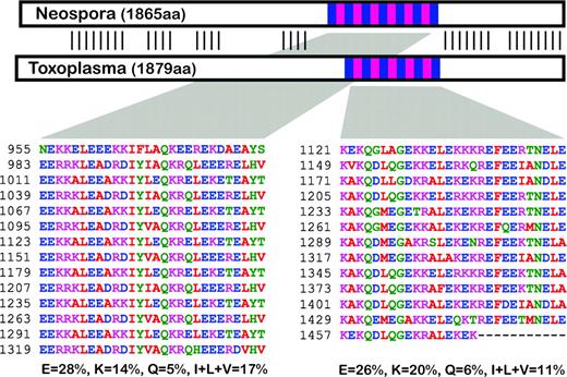 Comparison of two CRMP (Viral A-like) orthologs in closely related apicomplexans Neospora caninum (NCLIV_064740) and Toxoplasma gondii (TGME49_048570). Protein schematic shows repetitive regions (blue/pink) and nonrepetitive regions (white) with strong primary sequence similarity indicated by verticals lines. Repetitive sequence is shown for both proteins and the corresponding amino acid composition of these regions for residues E, K, Q, I, L, and V.