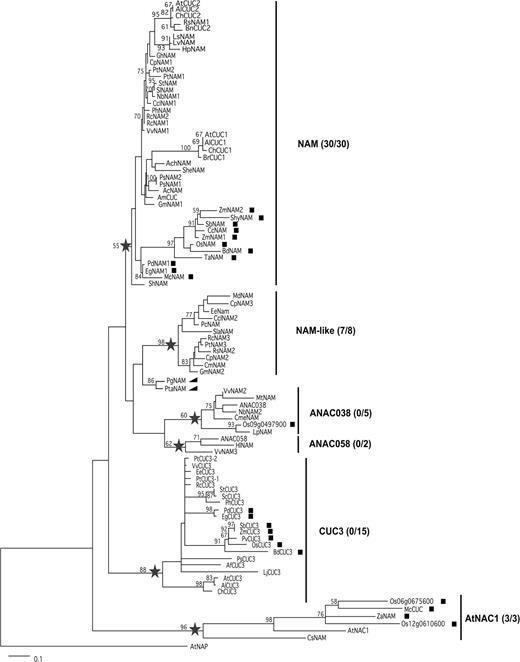Phylogenetic analysis of the NAM/CUC3 proteins. The tree is a bootstrap consensus from maximum likelihood analysis performed on the basis of NAC domain amino acid alignment, using LG evolutionary model. Bootstrap confidence values were obtained by 100 replicates and only bootstrap values greater than 50% are indicated. Black squares indicate sequences from monocot species and black triangles indicate sequences from gymnosperms. Asterisks indicate the nodes of the clades defined here. Values in brackets to the right of clade names indicate the number of full-length sequences possessing the miR164-binding site and the number of full-length sequences, respectively, for the corresponding clade. A list of the protein sequence accession numbers used is detailed in supplementary table S2 (Supplementary Material online). Species name abbreviations are as follows: Actinidia chinensis, Ach; Antirrhinum majus, Am; Arabidopsis lyrata, Al; Arabidopsis thaliana, At; Aquilegia coerulea, Ac; Aquilegia formosa, Af; Brachypodium distachyon, Bd; Brassica napus, Bn; Brassica rapa, Br; Cardamine hirsuta, Ch; Carica papaya, Cp; Castanea mollissima, Cm; Cenchrus ciliaris, Cc; Citrus clementina, Ccl; Crocus sativus, Cs; Cucumis melo, Cme; Elaeis guineensis, Eg; Euphorbia esula, Ee; Glycine max, Gm; Gossypium hirsitum, Gh; Humulus lupulus, Hl; Helianthus paradoxus, Hp; Lactuca sativa, Ls; Lactuca virosa, Lv; Lolium perenne, Lp; Lotus japonicus, Lj; Malus domestica, Md; Medicago trunculata, Mt; Musa cachaco, Mc; Nicotiana benthamania, Nb; Oryza sativa, Os; Paullinia cupana, Pc; Panicum virgatum, Pv; Petunia hybrida, Ph; Phoenix dactylifera, Pd; Picea glauca, Pg; Pinus taeda, Pta; Pisum sativum, Ps; Populus trichocarpa, Pt; Raphanus sativus, Rs; Ricinus communis, Rc; Saccharum hybrid, Shy; Saruma henryi, Sh; Silene latifolia, Sla; Solanum chacoense, Sc; Solanum lycopersicum, Sl; Solanum tuberosum, St; Sorghum bicolor, Sb; Striga hermonthica, She; Triticum aestivum, Ta; Vitis vivnifera, Vv; Zantedeschia aethiopica, Za; Zea mays, Zm.