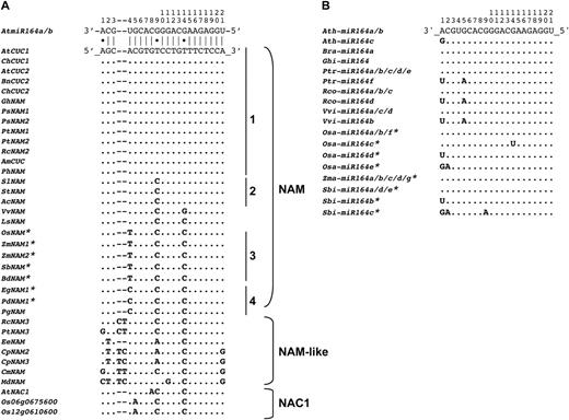 Alignments of miR164 binding site and mature miR164 sequences. (A) Alignment of the miR164-binding sites present in sequences of the NAM, NAM-like, and AtNAC1 clades. The alignment of the miR164-binding site sequences with Ath-miR164 from Arabidopsis thaliana is shown. Position numbers are indicated. Dots in the miR164-binding site sequences indicate identical positions to AtCUC2 sequence. The different sequence groups are indicated on the right. Asterisks indicate sequences from monocot species. (B) Alignment of mature miR164 sequences available in miRBASE. Dots indicate identical position to Ath-miR164a and Ath-miR164b sequences from A. thaliana. Asterisks indicate sequences from monocot species. See legend of figure 1 for the species name abbreviations.