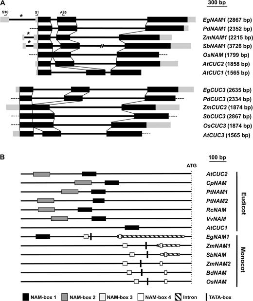 . Genomic structure of NAM/CUC3-related genes and CNSs in the 5′ flanking regions of NAM-related genes. (A) Genomic structure of NAM- and CUC3-related genes in Elaeis guineensis and Phoenix dactilyfera in comparison with Zea mays, Oryza sativa and Arabidopsis thaliana. Black lines correspond to intron sequences, light and dark gray boxes correspond to untranslated and translated exon sequences, respectively. Asterisks indicate the presence of a 5′-UTR intron. The positions of the primers used for the EgNAM1 RT-PCR–based expression analysis are indicated by arrows (S10 = EgNAM1S10 primer; S1 = EgNAM1S1 primer; AS5 = EgNAM1AS5 primer). (B) The position of the four CNSs identified in the 5′ upstream regions from the translation start codon of NAM-related genes are illustrated. The alignments of the corresponding sequences are shown in supplementary fig. S1(Supplementary Material online).