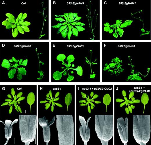 Functional analysis of EgNAM1 and EgCUC3 genes in Arabidopsis thaliana. (A–F) Leaf and inflorescence phenotypes of independent A. thaliana Col0 plants transformed with the 35S-EgNAM1 (two independent lines) and 35S-EgCUC3 constructs (three independent lines). (G–J) Leaf and flower phenotypes of independent A. thaliana cuc2-1 mutant plants transformed with the pCUC2–CUC2 and pCUC2–EgNAM1 constructs. Scale bars: 1 cm (rosette and leaf); 1 mm (flower and sepals).