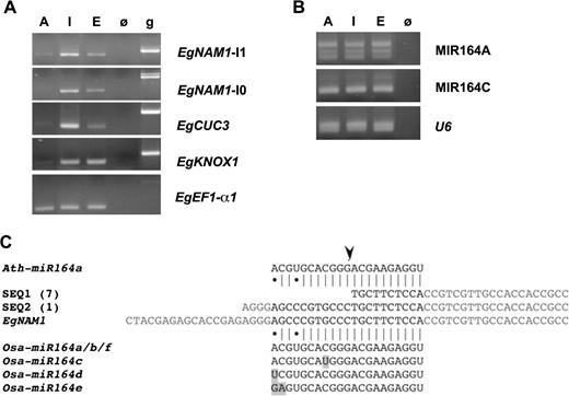 RT-PCR expression profiles of EgNAM1, EgCUC3, and Egu-miR164 in different plant organs and detection of truncated EgNAM1 transcripts at the miR164 recognition site. (A) EgNAM1, EgCUC3, and EgKNOX1 expression profiles in different tissues and organs. A: apex; I: male inflorescence; E: somatic embryo; ø: no RT control; g: genomic DNA control. (B) miR164 expression profiles in different tissues and organs using MIR164A and MIR164C primers (see supplementary table S1, Supplementary Material online). See (A) for the legend. EgEF1-α1 and U6 were used as RT controls for the mRNA- and the miRNA-derived RTs, respectively. The primer pairs EgNAM1S1–EgNAM1AS5 and EgNAM1S10–EgNAM1AS5 were used for EgNAM1-I1 and EgNAM1-I0 RT-PCRs, respectively (see supplementary table S1, Supplementary Material online, for primer sequences; see figure 3A for the position of the primers). (C) The sequences of the truncated EgNAM1 transcripts detected by RLM-RACE PCR from inflorescence RTs were aligned to the mature miR164 sequences from Arabidopsisc thaliana (Ath-miR164a) and rice (Osa-MIR164a/b/f, c, d and e). The arrowhead indicates the miR164-directed cleavage site as detected in other species. The number of clones obtained is indicated in brackets at the corresponding sequence.