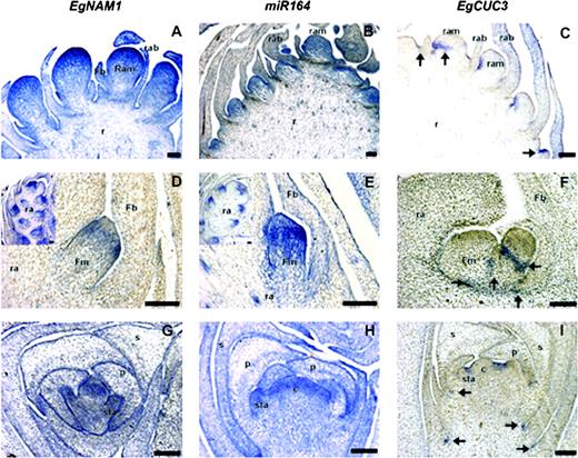 In situ hybridization analysis of the expression of EgNAM1 (A, D, G), Egu-miR164 (B, E, H) and EgCUC3 (C, F, I) in the oil palm female inflorescence. (A, B, C) Female inflorescence rachilla meristems initiated from the rachis at the axil of rachilla bracts. (D, E, F) Female inflorescence floral triad meristem initiated along the rachilla at the axil of floral bracts. (G, H, I) Pistillate flowers with developed sepals and petals and reproductive organ primordia. Arrows indicate EgCUC3-associated signals. c, carpel; Fb, floral bract; Fm, floral meristem; p, petal; r, rachis; ra, rachilla; rab, rachilla bract; rap, rachilla primordium; ram, rachilla meristem; sta, staminode; s, sepal; bars = 100 μm.