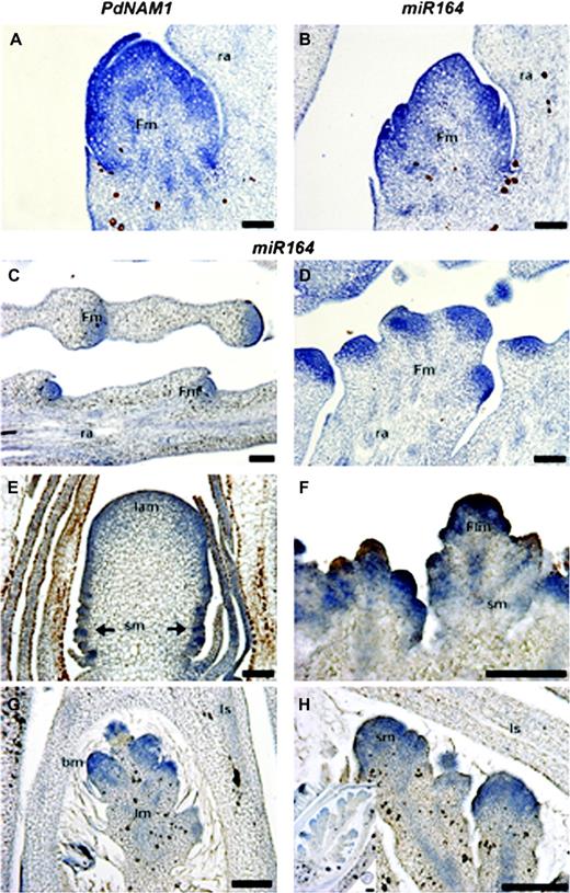 In situ hybridization analysis of the expression of PdNAM1 (A) and miR164 (B to H) in the inflorescence meristems of other monocot species. (A, B) Date palm pistillate flower showing intiation of floral organs. (C) Date palm female rachilla bearing floral meristem. (D) Date palm male rachilla bearing floral meristem. (E, F) Millet reproductive meristems; E, millet inflorescence meristem, spm are initiated at the base of inflorescence, and initiate later the spikelet meristem, F, millet spikelet meristem with floral meristems. (G, H) Rice inflorescence meristem, Im initiated branch meristem which later bears the spikelet meristem. The SM initiates sterile glumes, followed by lemmas, containing florets in their axils. Iam, Inflorescence apeical meristem; Im, inflorescence meristem; Flm, Floret meristem; Fm, floral meristem; bm, branch meristem; Is, leaf sheath; sm, spikelet meristem; spm, spikelet pair meristem; ra, rachilla; bars = 100 μm.