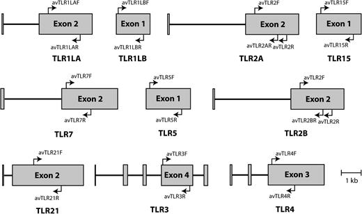 Schematic representation of ten TLR genes in birds. Exons are represented by gray boxes. The locations of the primers used in this study are indicated by arrows. Gene structure was modeled according to the TLR repertoire of the chicken Gallus gallus.
