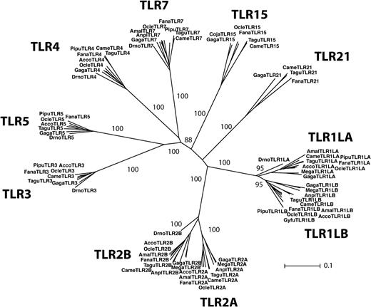 Phylogenetic reconstruction of the avian TLR repertoire based on the neighbor joining method. This phylogeny shows the TLR sequences isolated in this study plus chicken, zebra finch, and a few TLR sequences isolated from other avian species. Bootstrap support values for the main branches defining different genes are shown. Gaga, Gallus gallus; Tagu, Taeniopygia guttata; Fana, Falco naumani; Amal, Amazona albifrons; Acco, Accipiter cooperii; Drno, Dromaius novaehollandiae; Pipu, Picoides pubescens; Came, Carpodacus mexicanus; Ocle, Oceanodroma leucorhoa; Anpl, Anas platyrhynchos; Mega, Meleagris gallopavo; Gyfu, Gyps fulvus; and Coju, Coturnix japonica. See table 1 for GenBank accession numbers.