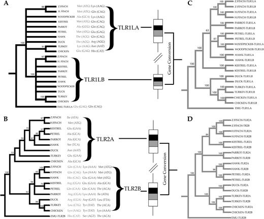 Phylogenetic relationships between two regions encoding part of the extracellular domains of TLR1LA, TLR1LB, TLR2A, and TLR2B in birds. In the trees in black on the left, representing regions in black in the indicated gene segments, orthologous clusters among the sequences isolated from different species are clearly defined. By contrast, the trees in gray on the right, representing the regions in gray in the gene segments, reveal clustering by species. In panel A, a total of 315 bp corresponding to the amino acid positions 288–394 in the chicken TLR1LA gene plus 315 bp corresponding to the amino acid positions 137–242 in the chicken TLR1LB gene were analyzed. In panel B, a total of 590 bp corresponding to the amino acid positions 232–427 in the chicken TLR2A gene plus 540 bp corresponding to the amino acid positions 237–415 in the chicken TLR2B gene were analyzed. In panels C and D, the analysis of the next 552 bp (amino acid positions 395–579 for TLR1LA and 243–427 for TLR1LB) and 651 bp (amino acid positions 428–644 for TLR2A and 416–632 for TLR2B genes) shows clustering of sequences according to species. Significant evidence of recurrent positive selection is also indicated for TLRlLA (codon 238, left; codon 301, right), TLR2A (codon 304), and TLR2B (codon 293, left; codon 295, middle; and codon 296, right).