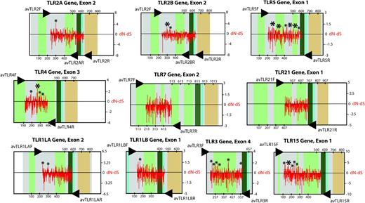 Map of nucleotide substitution patterns (dN, nonsynonymous substitution rates; dS , synonymous substitution rates) along ten TLR genes in birds (red bars). Small asterisks indicate positively selected sites inferred using the REL codon-based maximum likelihood method or SLAC method but not both. Large asterisks indicate positively selected sites confirmed by both methods or short regions of the coding sequence comprising two or more nearby REL-inferred positively selected sites (see table 2). Exons are depicted using boxes, and amino acid positions are indicated. White areas represent noncoding regions. Colored areas contain coding sequences. Colors represent different conserved domains (light green, LRR domains; dark green, C-terminal LRR domains; cian, transmembrane segment; orange, TIR signaling domain). The structure of TLRs is adapted from that described in chickens by Temperley et al. (2008). Arrows pinpoint the location of the primers used in this study.