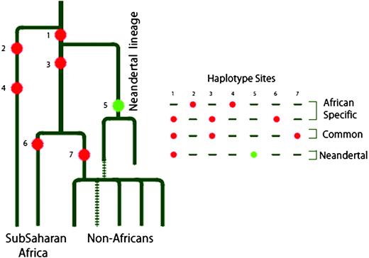 Scheme of evolutionary pathways leading to three categories of haplotypes in the dys44 segment.