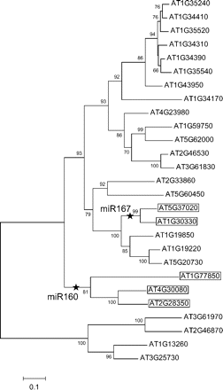 Neighbor joining tree of a multigene family under the regulation of miRNAs in Arabidopsis thaliana. As an example, the phylogeny of ARF gene family is shown. Putative gain events of miRNA regulation are shown on the gene tree by stars. The IDs of target genes are boxed. The numbers at nods indicate the bootstrap values (only ≥ 50% are shown).