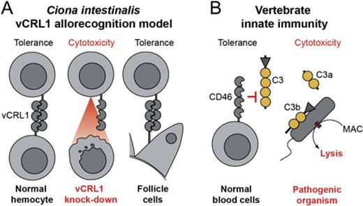 Molecular mechanisms of self/nonself recognition in Ciona intestinalis. (A) Hypothetical model of somatic self/nonself recognition in C. intestinalis mediated by vCRL1 proteins. All hemocytes express individual-specific vCRL1 gene, which marks them as “self.” Binding of soluble complement components or direct lysis by other hemocytes is thereby inhibited. Foreign cells, which do not carry such a self-marker, are destroyed by default. As a result of the vCRL1 knockdown, hemocytes could become autoreactive or may be lyzed by the complement system since the appropriate self-marker is missing. That leads to developmental arrest at the transition from rotation to first ascidian stage. Presence of vCRL1 at the surface of follicle cells may be necessary for the protection against one's own immune system during accumulation of mature oocytes in oviduct. (B) “Missing-self” strategy of innate immunity exemplified by the mammalian complement system. Soluble complement factors cannot attach to the plasma membrane of cells, which carry protective complement receptors (CD46, CD55, etc.). Thereby, these proteins inhibit binding and processing of complement components and the formation of pores. MAC—membrane attacking complex.