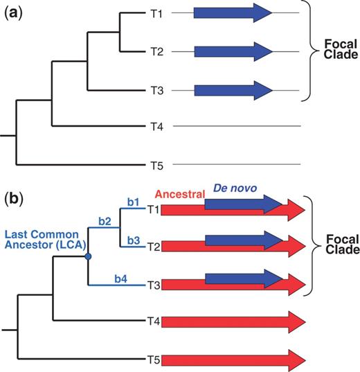 Monophyletic distribution of genes originated de novo. (a) A gene that originated de novo (blue arrows) will exhibit a monophyletic distribution among related taxa. However, this distribution could also be the result of divergence of the gene beyond recognition or of acquisition of the gene through horizontal gene transfer (HGT). (b) For a gene that originated de novo (blue arrows) by overprinting an ancestral reading frame (red arrows), these confounding factors can be excluded (see Introduction). Colors are displayed in the electronic version of the article.