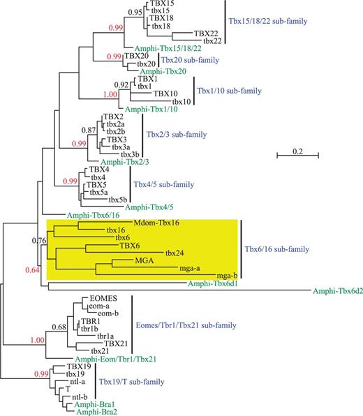 Phylogeny of chordate T-box genes (represented by the T-box genes from human, zebrafish, and amphioxus) showing the monophyly of Tbx6/16 subfamily. Tree was built by the maximum likelihood algorithm using the LG + G model of protein evolution (Le and Gascuel 2008). Approximate likelihood-ratio test (aLRT) values are given for the nodes representing each vertebrate T-box gene subfamily or vertebrate subfamily plus its amphioxus ortholog(s). Scale bar represents 0.2 amino acid substitutions per site. Note that the Tbx6/16 subfamily is monophyletic in this tree just like any other subfamilies of vertebrate T-box genes. Note also that the basic topology of this tree is independent of the choice of vertebrate species included in the analysis (the same result was obtained when human was replaced with mouse or when zebrafish was replaced with Takifugu; data not shown). For Genbank accession numbers and full-length amino acid sequences of these genes, see supplementary figure S1, Supplementary Material online. For the alignment of amino acid sequences used in the phylogenetic analysis, see supplementary figure S2, Supplementary Material online. For the phylogeny of T-box genes generated by the neighbor-joining algorithm, see supplementary figure S3, Supplementary Material online. Mdom, Monodelphis domestica (gray short-tailed opossum).