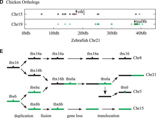 Evolution of the tbx6-containing chromosomal region in zebrafish. (A) Local synteny trace diagram showing the orthology between chicken genes in the genomic neighborhood of C17orf63-Eral1-Flot2 gene cluster (on chromosome 19) and zebrafish chromosome 5, 15, and 21 genes. Genes and chromosomes are represented in the diagram by short vertical and long horizontal lines, respectively. Orthologous correspondences between chicken and zebrafish genes are represented by thin lines. Hatched lines in zebrafish chromosomes represent the presence of a large number of other genes in the corresponding intervals. Short hatched lines in zebrafish chromosome 15 denote intervals containing less than 10 genes. Distances between genes are not drawn to scale. Tight packing of six genes on zebrafish chromosome 5 represents tandem duplication of a pim3-like gene. Note that in the genomic regions shown here zebrafish chromosomes 15 and 21 effectively form a paralogous pair. Notice that, over the interval containing C17orf63, Eral1, and Flot2 genes, orthologous correspondences between chicken and zebrafish genes suddenly shift from between chicken chromosome 19 and zebrafish chromosome 21 (solid lines) to between chicken chromosome 19 and zebrafish chromosome 5 (hatched lines). (B) Dot plot diagram showing the chromosomal distribution of zebrafish genes related to the chicken chromosome 19 genes. Chicken genes are represented by dots at the bottom row. Only the genes in 4–8 Mb region are shown. Zebrafish genes considered orthologous to the chicken chromosome 19 genes are represented by crosses drawn above the corresponding chicken genes. Note that crosses represent only the presence of zebrafish orthologs, not the actual locations of those orthologs, on a particular zebrafish chromosome. Notice that chicken genes neighboring Eral1 have their zebrafish orthologs mostly on chromosomes 15 and 21 (boxed regions), although Eral1 itself and its two immediate neighbors, C17orf63 and Flot2, have their zebrafish orthologs in an isolated region on chromosome 5 (shaded area). Also notice that zebrafish chromosome 21 has a small break in synteny (gray arrow) indicating the absence of the orthologs of C17orf63, Eral1, and Flot2 genes on this chromosome. (C) Dot plot diagram showing the chromosomal distribution of medaka genes related to the chicken chromosome 19 genes. Chicken genes are represented by dots at the bottom row. Medaka genes considered orthologous to the chicken chromosome 19 genes are represented by crosses drawn above the corresponding chicken genes. Note that the placement of crosses represents just the presence of the orthologs, not the actual locations of orthologs, on a particular medaka chromosome. Notice that, over this segment of chicken chromosome 19 (4–8 Mb region), medaka chromosomes 13 and 14 form a paralogous pair (boxed regions). Also notice that, unlike zebrafish eral1, medaka eral1 is syntenic to the orthologs of chicken genes located in the neighborhood of C17orf63-Eral1-Flot2 cluster. (D) Scaled dot plot diagram showing the distribution of zebrafish chromosome 21 genes related to the chicken chromosome 15 and 19 genes in terms of their actual chromosomal locations. Zebrafish chromosome 21 genes that are considered orthologous to the chicken chromosome 15 and 19 genes are represented by crosses according to their actual distances from the telomere. Note that, on chromosome 21, the zebrafish crkl and traf4b genes—genomic near-neighbors of the missing second copy of tbx16 gene and the pre-translocation tbx6 gene, respectively (figs. 3D and 5A)—are located in two widely separated regions. Notice that, on chromosome 21, zebrafish orthologs of chicken chromosome 15 and 19 genes are distributed in two largely nonoverlapping clusters, indicating that zebrafish chromosome 21 is the product of fusion between two chromosomal segments of different evolutionary origins. (E) Scenario for the evolution of the tbx6-containing chromosome region in zebrafish. After the teleost-specific whole genome duplication (Meyer and Van de Peer 2005) and after the separation of zebrafish from other lineages of teleost fishes (Kasahara et al. 2007), one of the duplicate chromosome regions containing a copy of tbx16 (“tbx16b”) was fused to another duplicate chromosome region carrying a copy of tbx6 (“tbx6a”). The resulting composite chromosome region subsequently lost its copies of tbx16 by a degeneration (or a deletion) and tbx6 by a translocation and eventually became a major part of the chromosome 21. The other duplicate chromosome regions, which carry copies of tbx16 and tbx6 genes, became incorporated into the chromosomes 8 and 15, respectively. Eventually, only the copy of tbx16 on chromosome 8 (the ortholog of tbx16a genes of medaka and stickleback; fig. 4D) and the copy of tbx6 that was translocated onto chromosome 5 have survived. Note that, as a consequence, zebrafish chromosome 21 is now in one part paralogous to chromosome 8 and in another part paralogous to chromosome 15 (fig. 5D).