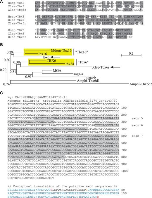Xenopus Tbx6r as the likely fourth descendant of the common ancestral gene of the Tbx6/16 subfamily. (A) Comparison of the amino acid sequences of the T-domains between human (Hsap) TBX6 (NM_004608), Xenopus laevis (Xlae) Tbx6 (NM_001087696), and Xenopus laevis (Xlae) Tbx6r (EU926666) genes. Amino acid residues shared between any two genes are shaded in dark gray. Note that, in the T-domain, Xenopus Tbx6 is much more similar to human TBX6 than to Xenopus Tbx6r (amino acid identities of 69.5% and 51.1%, respectively), indicating that Tbx6r is unlikely to be a recent duplicate of Tbx6 in the Xenopus lineage. (B) Portion of the phylogenetic tree of vertebrate T-box genes showing the evolutionary relationship between Xenopus Tbx6r and other Tbx6/16 subfamily genes. The tree was built by maximum likelihood algorithm using the same sequence alignment and model of protein evolution as the tree in figure 1, except for the addition of the T-domain of Tbx6r gene to the alignment file. The rest of the tree has the identical topology as the tree in figure 1. Approximate likelihood-ratio test values are given to each node. Scale bar represents 0.2 amino acid substitutions per site. Note that, in this tree, Xenopus Tbx6r is related to the Tbx6 orthologs (human TBX6 and zebrafish tbx24) in the same way as zebrafish tbx6 is related to the Tbx16 orthologs, suggesting that Tbx6r is likely to be a novel member of Tbx6/16 subfamily, possibly constituting the “missing” fourth descendant of the ancestral Tbx6/16 gene. (C) Whole-genome shotgun sequence (AAMC01143730) demonstrating the presence of a Tbx6r ortholog in Xenopus tropicalis. In this portion of the genomic DNA, only the coding sequences (shaded in light gray) of putative exons 5–7 (out of the 8 exons expected from the comparison with Tbx6r of Xenopus laevis) of the Tbx6r gene could be discerned. Conceptual translation of the exonal regions is coded in the same way as in Ensembl database. Note that this is an “orphan” sequence that is yet to be integrated into a larger contig. Therefore, the genomic location of Tbx6r is currently unknown for both Xenopus tropicalis and Xenopus laevis.