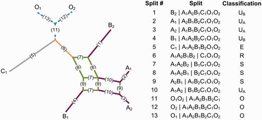 Example of a rooted split system depicted as a split network and a table of splits. Each split has been assigned a number and is represented by one or more parallel edges in the split network (e.g., the two lines labeled 10 represent the split A1A2|B1B2C1O1O2). The split system contains taxa from three communities labeled A, B, and C and has been rooted using the outgroup taxa labeled O. Splits are classified with respect to communities A and B: unique to community A (UA: purple), unique to community B (UB: purple), shared (S: green), root (R: orange), external (E: gray), or outgroup (O: blue).