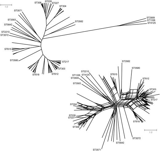 UPGMA tree and neighbor-net of pneumococcus serotype 1 isolates from 29 geographic regions. For clarity, only the most common STs are shown along with STs useful as landmarks. The UPGMA tree consists of 143 splits and has a fit statistic of 0.81, whereas the neighbor-net consists of 210 splits and has a fit statistic of 0.93. Fit is defined as the sum of all pairwise distances between taxa in the tree divided by the sum of all pairwise distances in the input distance matrix.