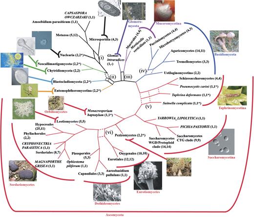 Supernetwork summarizing the eight fungal backbone trees inferred from data sets fungi_1 and fungi_2. The numbers of species represented by each leaf are given in parenthesis for the data sets fungi_1 and fungi fungi_2, respectively. An * denotes those instances where either one or both species are absent from data set fungi_2 and are represented only in the supertree based on fungi_2A. A “-” indicates that a taxon is entirely missing in a data set. (i)–(vi) identify reticulate regions in the backbone phylogeny (see text). Colors highlight major systematic groups of the fungi (Ascomycota: red; Basidiomycota: blue; Mucoromycotina: magenta; Glomeromycota: purple; Entomophthoromycotina: yellow; Blastocladiomycota: marine; and Chytriodiomycota/Neocallimastigomycota: green). Contractions of dashed branches in the network result in the topologies that are supported by our refined analyses of fungal subtrees or in the case of the Taphrinomycotina by the study of Liu, Leigh, et al. (2009). The two dotted branches are supported only by one data set (fungi_1). Note that the involved taxa, that is, the nucleariids and Monacrosporium haptotylum are absent from the data sets fungi_2. The full trees are given as supplementary figs. S5 and S6 (Supplementary Material online). A list of the species depicted on the individual photos is provided as Supplementary DataSupplementary DataSupplementary DataSupplementary Data (SupplementarySupplementary Data online).