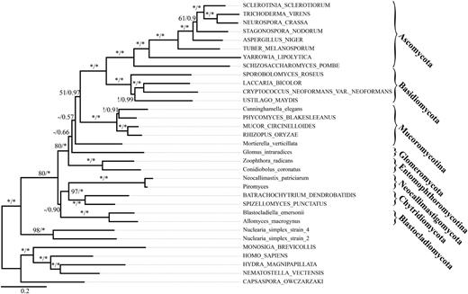 The deep-level relationships of the fungi inferred from 46 slowly evolving single-copy genes (data set fungi_3). Shown is the Bayesian consensus tree. The Blastocladiomycota are placed into a monophyletic clade together with the core chytrids. Branch support values represent ML bootstrap support and Bayesian posterior probabilities, respectively. “-” and “!” represent unresolved and conflictingly resolved splits in the ML tree, respectively. An * denotes 100% bootstrap support or a Bayesian posterior probability of 1. Names of taxa represented by genome sequences are written in capital letters, and names of taxa represented by ESTs are written in lower case.