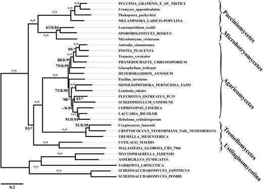 Phylogenetic relationships of the Basidiomycota based on the data set basidiomycota_1. The Ustilaginomycotina are stably resolved as sister to the Agaricomycotina. Branch support values represent ML bootstrap support and Bayesian posterior probabilities, respectively, where a “-” denotes an unresolved split. An * denotes 100% bootstrap support or a Bayesian posterior probability of 1. Names of taxa represented by genome sequences are written in capital letters, and names of taxa represented by ESTs are written in lower case.