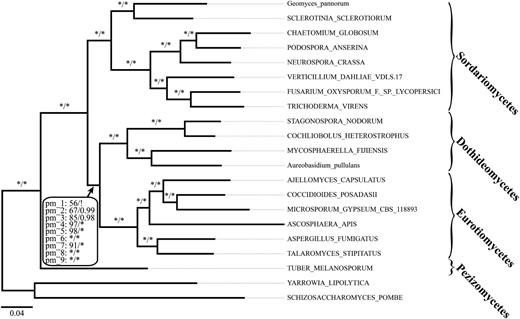 Phylogenetic relationships of the Pezizomycotina. The Dothideomycetes are consistently placed as sister to the Eurotiomycetes. The depicted tree is based on the pezizomycotina_2 data set. Branch support values represent ML bootstrap support and Bayesian posterior probabilities, respectively. For the split defining the monophyletic group of Dothideomycetes and Eurotiomycetes, the support values (pm_1–9) from all 18 pezizomycotina trees (9 ML and 9 Bayesian trees, respectively, for the data sets pezizomycotina_1–9) are displayed. Notably, only the Bayesian tree of pezizomycotina_1 resolves the position of the Dothideomycetes differently (marked by a “!”), albeit with weak support (cf. supplementary fig. S7B, Supplementary Material online). An * denotes 100% bootstrap support or a Bayesian posterior probability of 1. Names of taxa represented by genome sequences are written in capital letters, and names of taxa represented by ESTs are written in lower case.