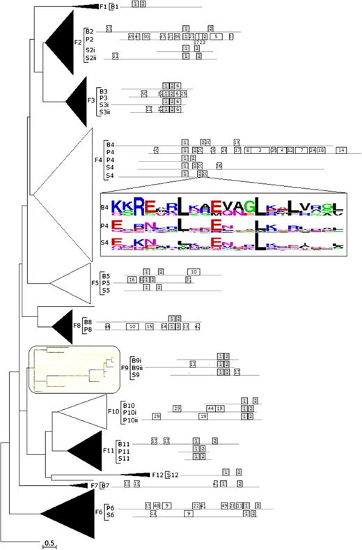 Phylogenetic analysis of fungal bHLH. Phylogenetic relationships, taxonomic representation, bHLH motif statistics, and architecture of conserved protein motifs for 12 fungal bHLH groups. ML tree of 490 fungal bHLH proteins (full representation of Basidiomycota, Pezizomycotina, Saccharyomycotina, and Fungal trees available in supplementary fig. S1Supplementary Data, Supplementary Material online). The tree is drawn to scale (branch lengths proportional to evolutionary distances) and has been rooted with a single representative from Chlamydomonas reinhardtii. Groups, determined by clades with strong support, are collapsed as triangles with width and depth proportional to the size and sequence divergence of each group, respectively. Groups supported by bootstrap values >30 in NJ or maximum parsimony (MP) analyses are colored black. The shaded group F9 was ambiguously retrieved in NJ, MP, or BA trees. Ungrouped genes are indicated as single lines, and the scale bar represents the estimated number of amino acid replacements per site. Basidiomycota (B), Pezizomycotina (P), and Saccharyomycotina (S) clades associated with each fungal group are noted in brackets. The architecture of conserved motifs, as determined through MEME, is graphically represented as boxes drawn to scale. Box enumeration corresponds to specific motifs found by MEME (supplementary fig.Supplementary Data, Supplementary Material online). Grey boxes represent motifs that match the bHLH domain. Last of all, the sequence logo for B4, P4, and S4 for 21 amino acids downstream of the bHLH domain are shown (motif 20).