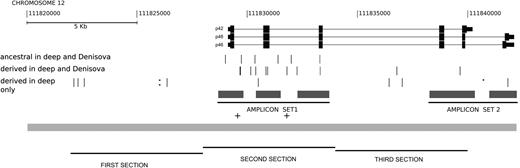 Sequenced region on chromosome 12. Schematic representation of three splicing variants for isoforms p42, p48, and p46 of the gene OAS1 (top), amplicons in sets 1 and 2 (gray boxes), and the region covered by extended resequencing (gray bar). Exons are represented by black boxes, joined by thin horizontal lines representing introns. The approximate positions of two genotyped SNPs are indicated with a plus sign “+.” Coordinates correspond to the hg18 build of the human genome. Three rows of thin vertical lines indicate sites ancestral only in the deep lineage (first row), derived mutations common only to the deep lineage and the Denisova sequence (second row), and mutations present only in the deep lineage (third row). Polymorphisms with no sequence coverage in Denisova are indicated with asterisks “*” (third row). Amplicon sets 1 and 2 are analyzed in the main text and supplementary material (Supplementary Material online), respectively. The three sections for the extended resequencing are 6 kb each and are compared on the values of divergence between the deep lineage and the reference (see Results).