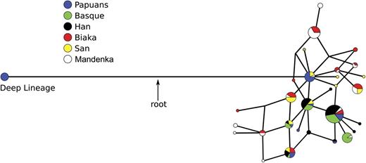 Median-joining network of phased haplotypes for the first three amplicons. Branch lengths are proportional to the number of mutations along each branch, and the area of the circle is proportional to haplotype frequency.
