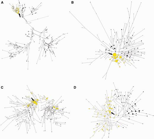 Median-joining networks representing the relationships between compound SNP/microsatellite haplotypes associated with different pigmentation genes. Ancestral (black) and derived (yellow) lineages from the pooled sample of European, East Asian, and African populations are shown. Each circle represents a different haplotype. The area of the circles is proportional to the frequency of the haplotype in the populations. The arrows point to the putative ancestral haplotype of each derived lineage. (A) TYRP1; (B) SLC24A5; (C) SLC45A2; and (D) KITLG.
