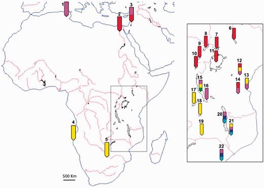 A map of Africa shows the location of sampling and inferred African cichlid genetic clusters. The section of the main figure within the dotted box is expanded and displayed in the right solid box. Numbered arrows specify locations where cichlid samples were collected: 1, Tunisia; 2, Egypt; 3, Kinneret; 4, Cunene; 5, Lisikili; 6, Lake Turkana; 7, Lake Kyoga; 8, Lake Albert; 9, Lake Edward; 10, Lake Kivu; 11, Lake Victoria; 12, Nyumba; 13, Bagamoyo; 14, Ilonga; 15, Lake Tanganyika; 16, Kalambo; 17, Lake Mweru; 18, Lake Bangweulu; 19, Kafue; 20, Lake Malawi; 21, Lake Chilwa; and 22, Mozambique. Colors on labels (not to scale) correspond to genetic clusters of figure 4: light blue, Malawi mbuna; dark blue, Malawi non-mbuna; red, Victoria superflock; pink, Astatotilapia cichlids; yellow, Tanganyika and riverine Haplochrominii and Tropheinii; and green, older Tanganyika tribes.