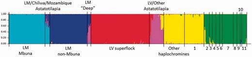 Bayesian assignment of cichlid samples to six genetic clusters. The chart comprised 563 individual vertical bars, each representing a single cichlid sample, proportionally colored based on assignment to genetic clusters (this plot is expanded in supplementary fig. S4, Supplementary Material online, where individual numbers correspond with those in supplementary table S1, Supplementary Material online). Black vertical bars split the chart into segments where each segment labels a group of samples. LM, Lake Malawi; LV, Lake Victoria; LT, Lake Tanganyika; 1, LT Haplochromini/Tropheini; 2, LT Limnochromini; 3, LT Ectodini; 4, LT Cyprichromini; 5, LT Cyphotilapiini; 6, LT Perissodini; 7, LT Lamprologini; 8, LT Eretmodini; 9, LT Bathybatini; 10, LT Trematocarini; and 11, Tilapiini.
