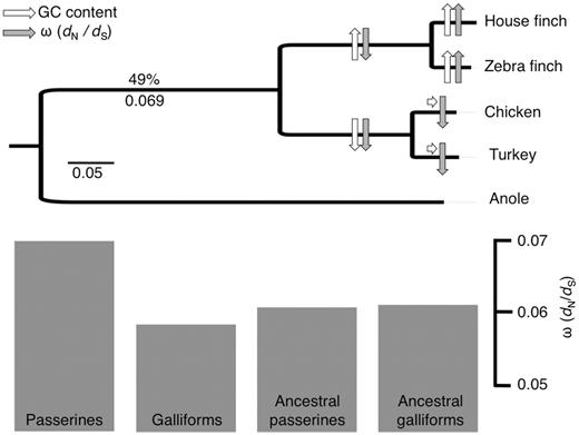 A phylogenetic tree showing the taxa included in the study. The GC content and the ω (dN/dS) for the ancestral avian branch is given above and below the branch and in white and gray, respectively; arrows indicate increase (arrow up), decrease (arrow down), or approximate constancy (horizontal arrow) in these parameters for each subsequent branch. The bar plot at the bottom shows the ratio of nonsynonymous to synonymous mutations (dN/dS or ω) for terminal and ancestral passerine and galliform branches, averaged across genes.
