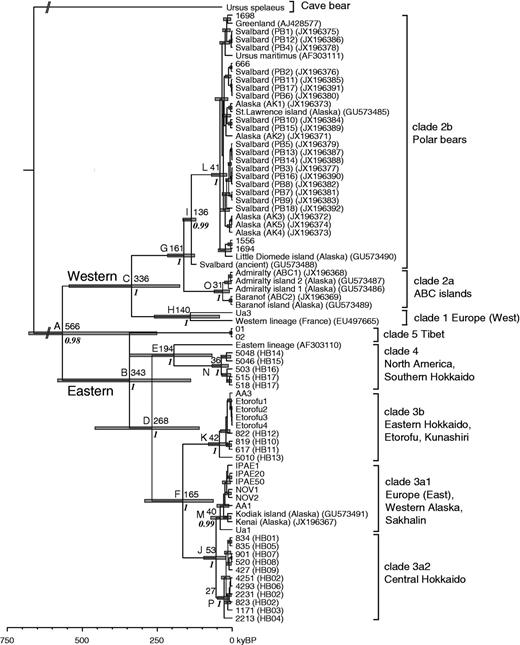 Maximum clade credibility tree from a BEAST Bayesian analysis of complete mtDNA sequences from brown bears. The time scale was calibrated using both the radiocarbon dates of ancient bear sequences, which were previously reported (see the text). Major mtDNA clades and their geographic regions are labeled. Nodes of interest are those with a posterior probability of 1 or 0.99 or 0.98 in italics. The numbers at nodes A–P indicate mean ages in kyBP. Node bars represent the 95% highest posterior density of nodal age estimates. Terminal taxa are indicated by sample numbers or by accession numbers previously reported. Haplotype numbers in the parentheses for Hokkaido brown bear samples correspond to the mtDNA control region haplotypes of Matsuhashi et al. (1999). Slanted double lines near the root indicate that portions of lines or node bars have been omitted due to space constraints. Detailed information on nodal ages is given in table 1.